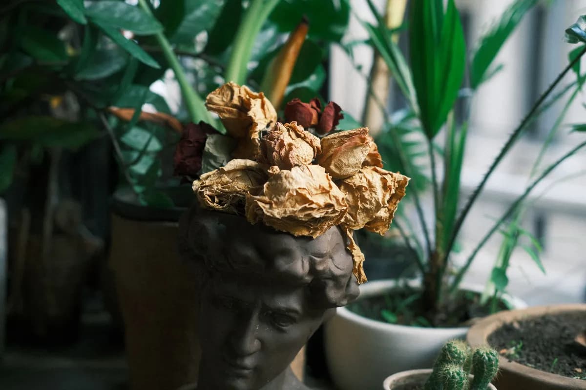 Planta de interior con hojas amarillas y secas junto a una regadera, maceta y herramientas básicas, ilustrando errores comunes al cuidar plantas en casa.