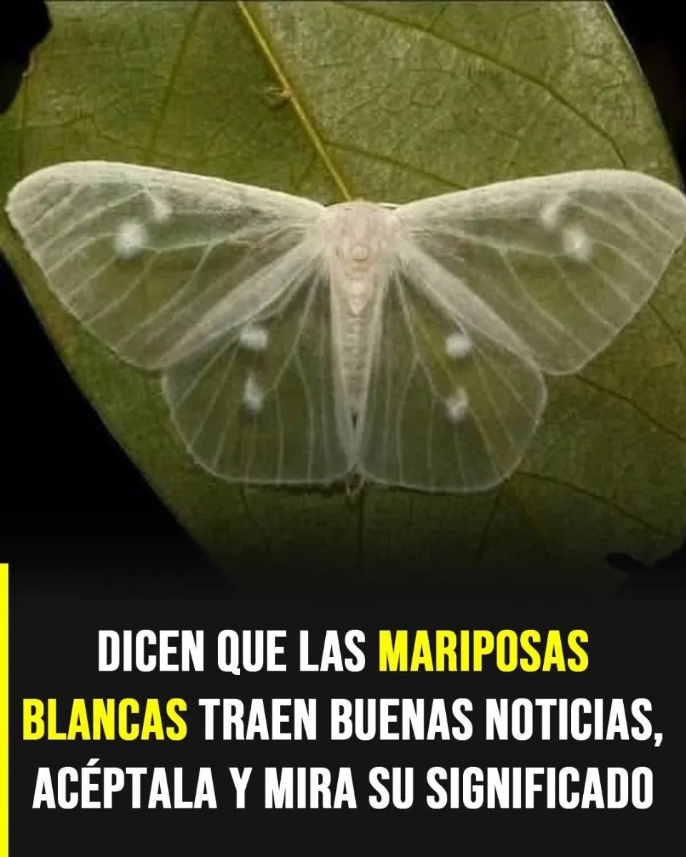 Mariposa blanca posada cerca de una ventana dentro de una casa iluminada por luz natural